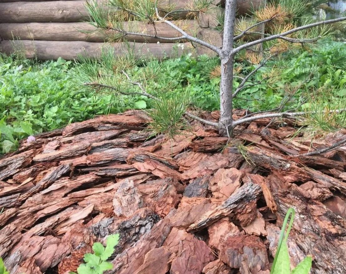 Кора сибирской лиственницы большая 10 см - вид 2