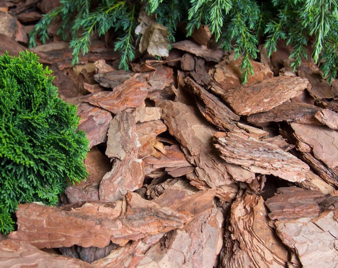 Кора сосны крупная 5-10 см - вид 2